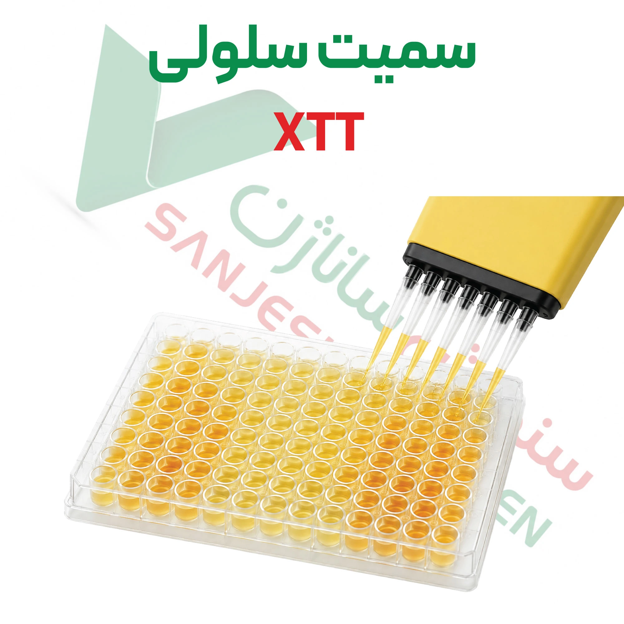 آزمون سمیت سلولی – XTT