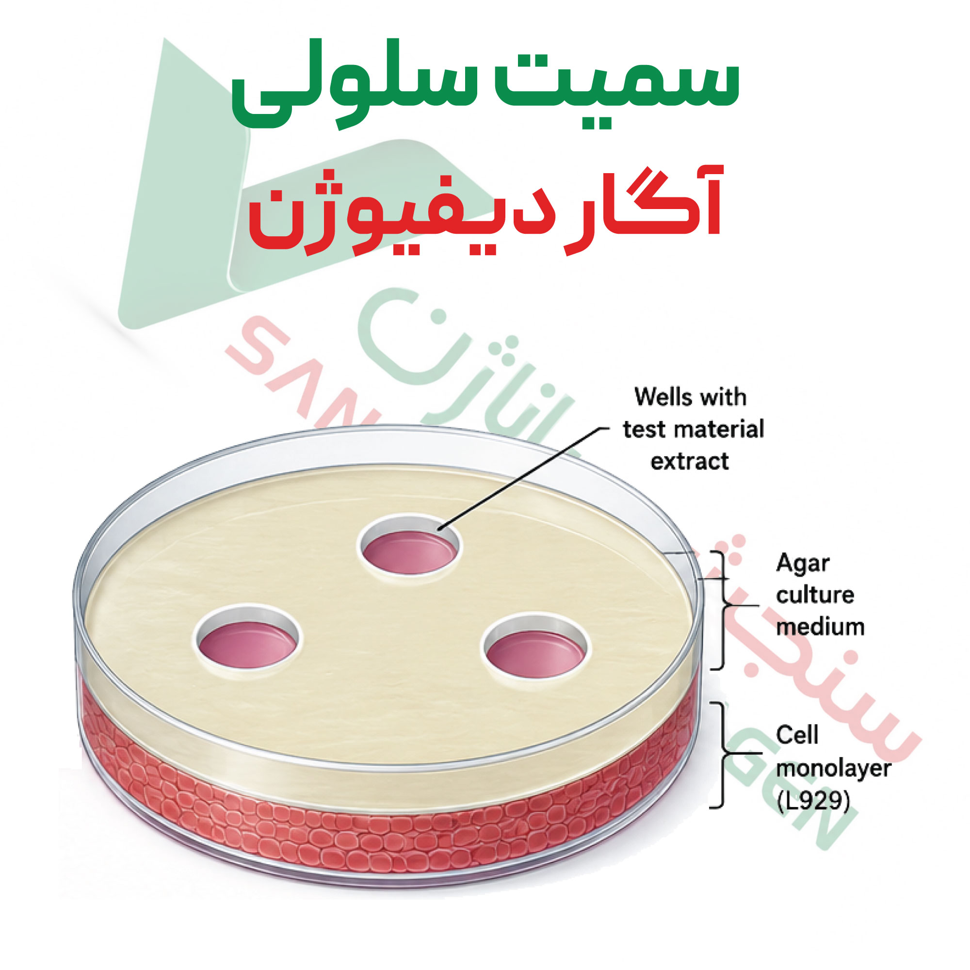 تست سمیت سلولی آگار-دیفیوژن