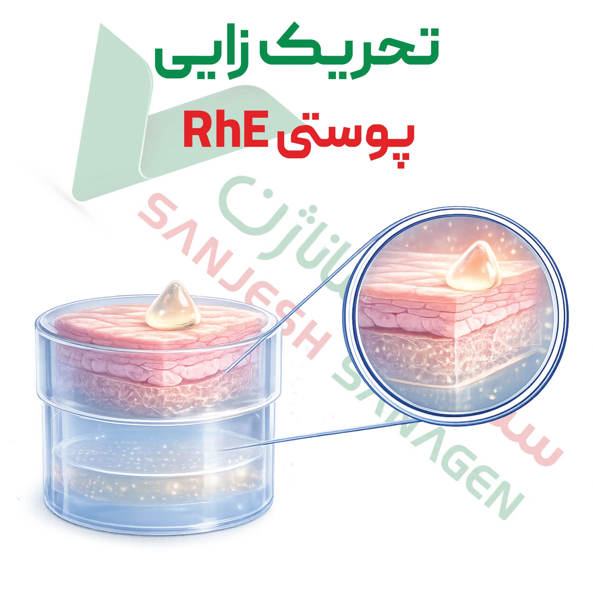 آزمون تحریک زایی – پوستی (RhE)