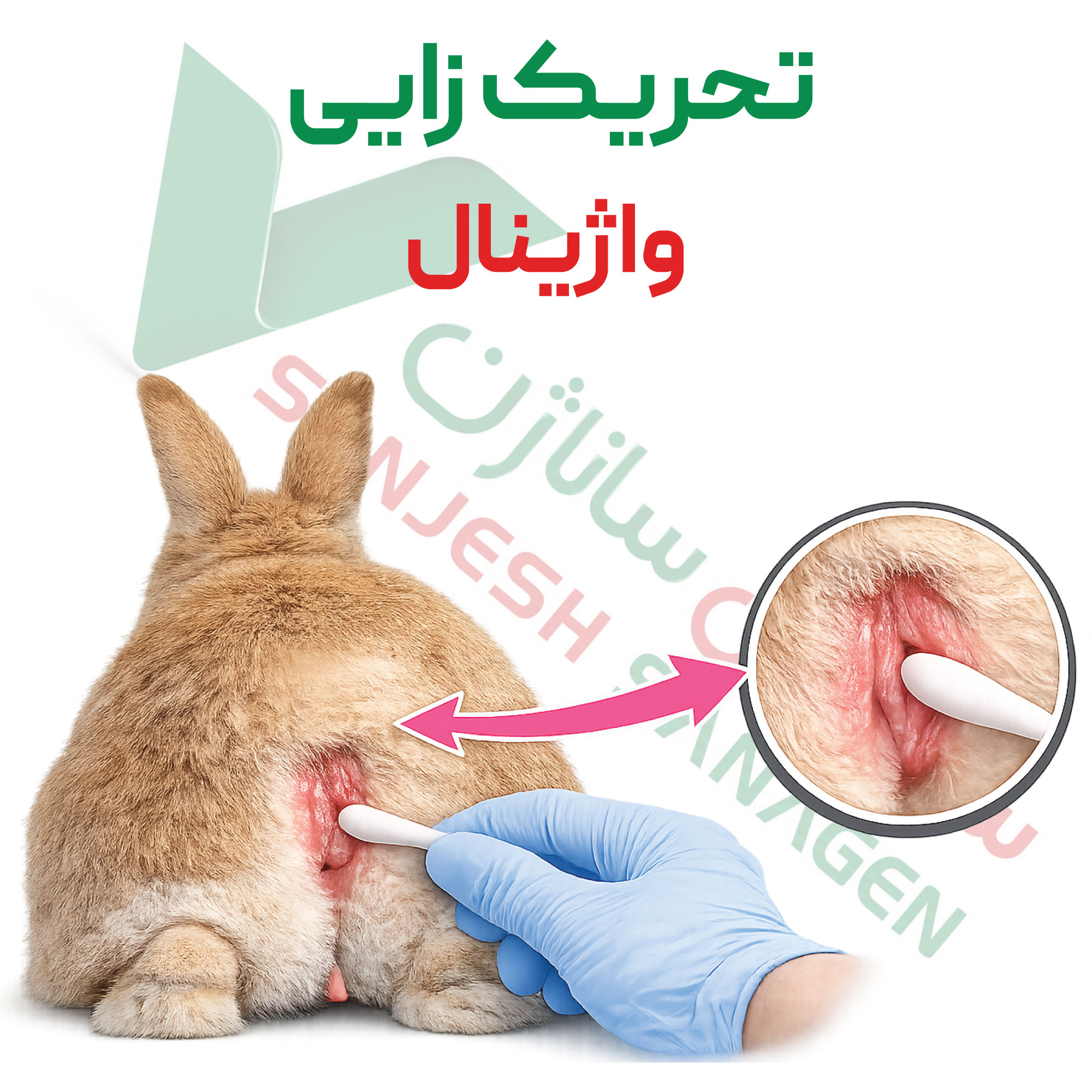 تست تحریک-زایی-واژینال