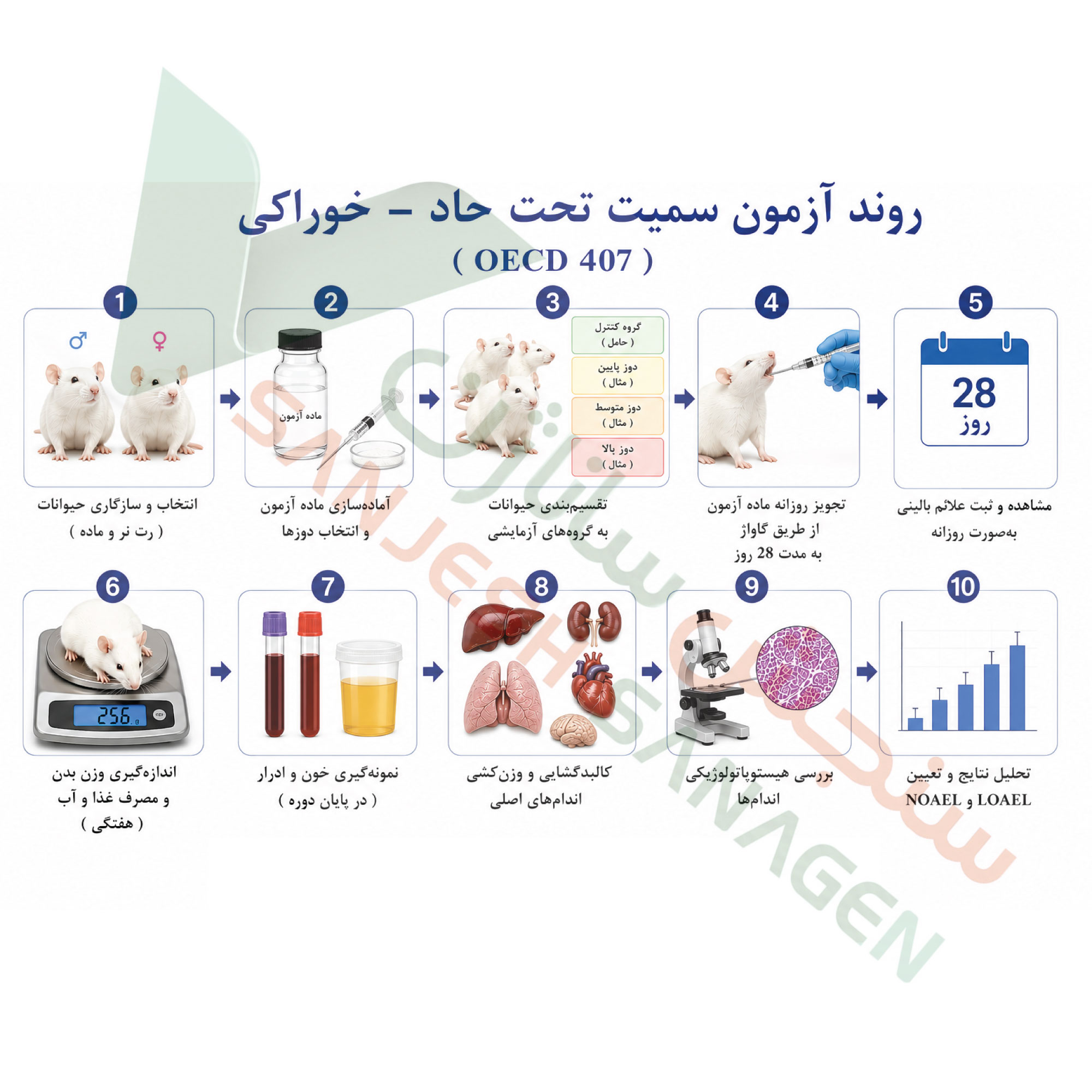 تست سمیت تحت حاد خوراکی