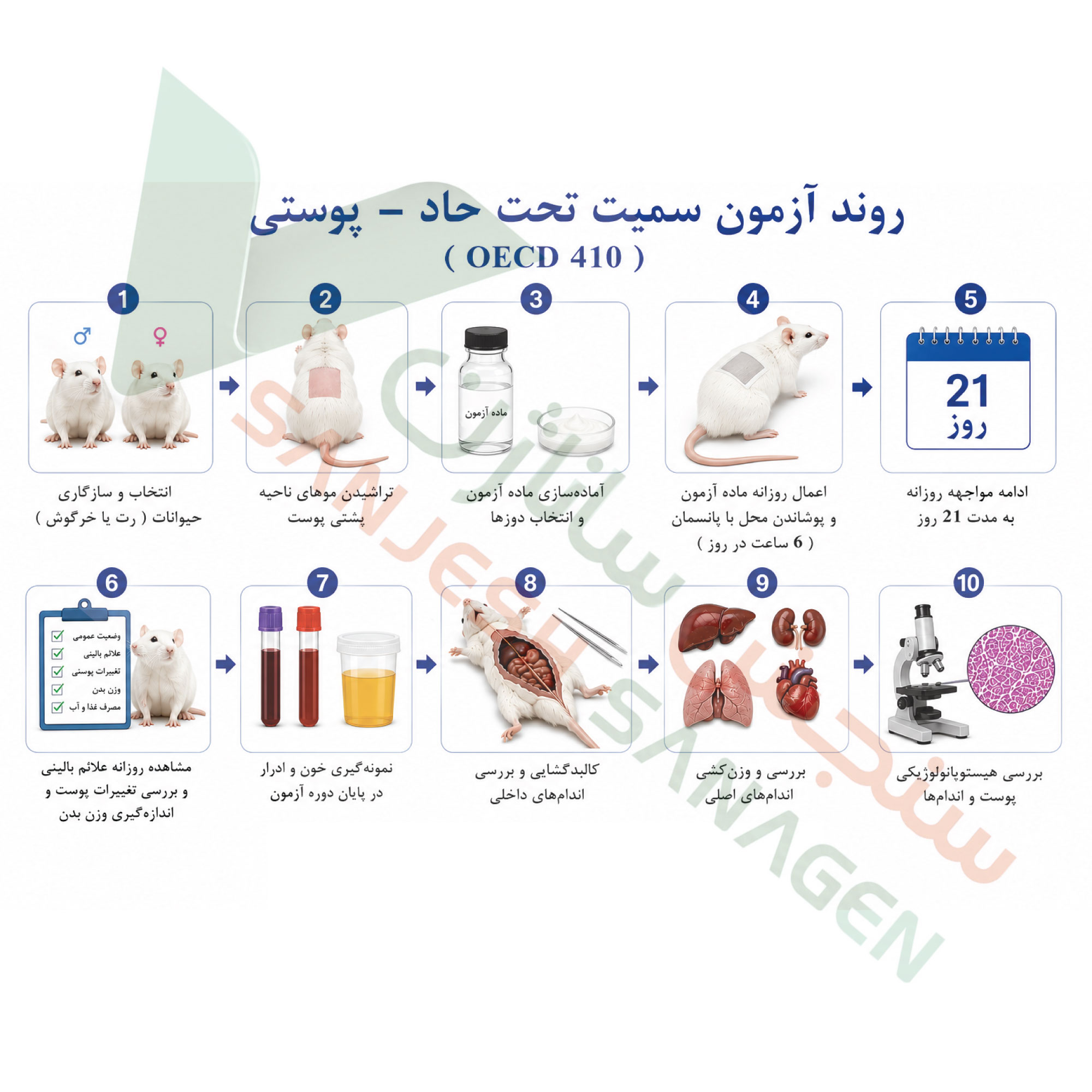 تست-سمیت-تحت-حاد-پوستی