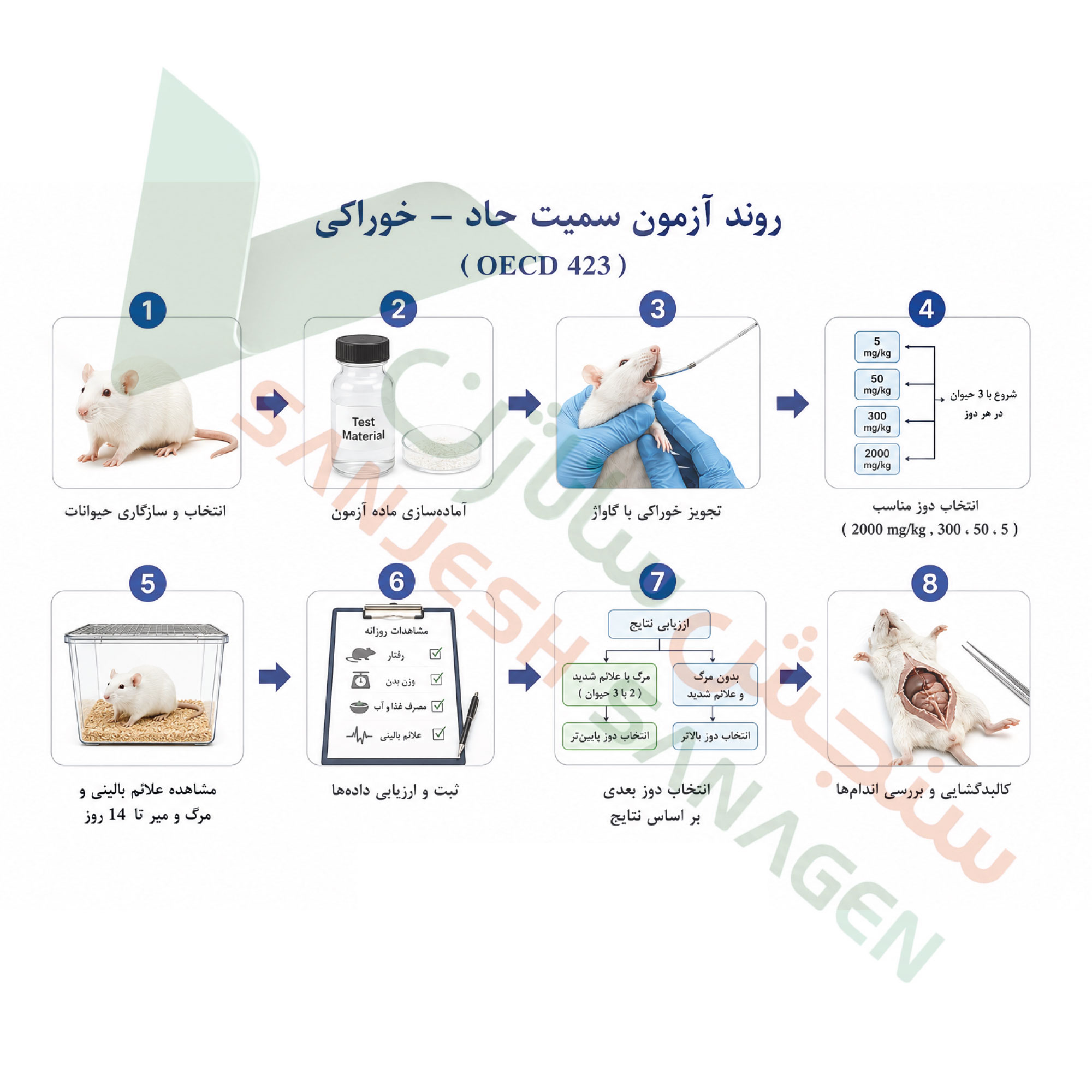 تست-سمیت سیستمیک-حاد-خوراکی-2