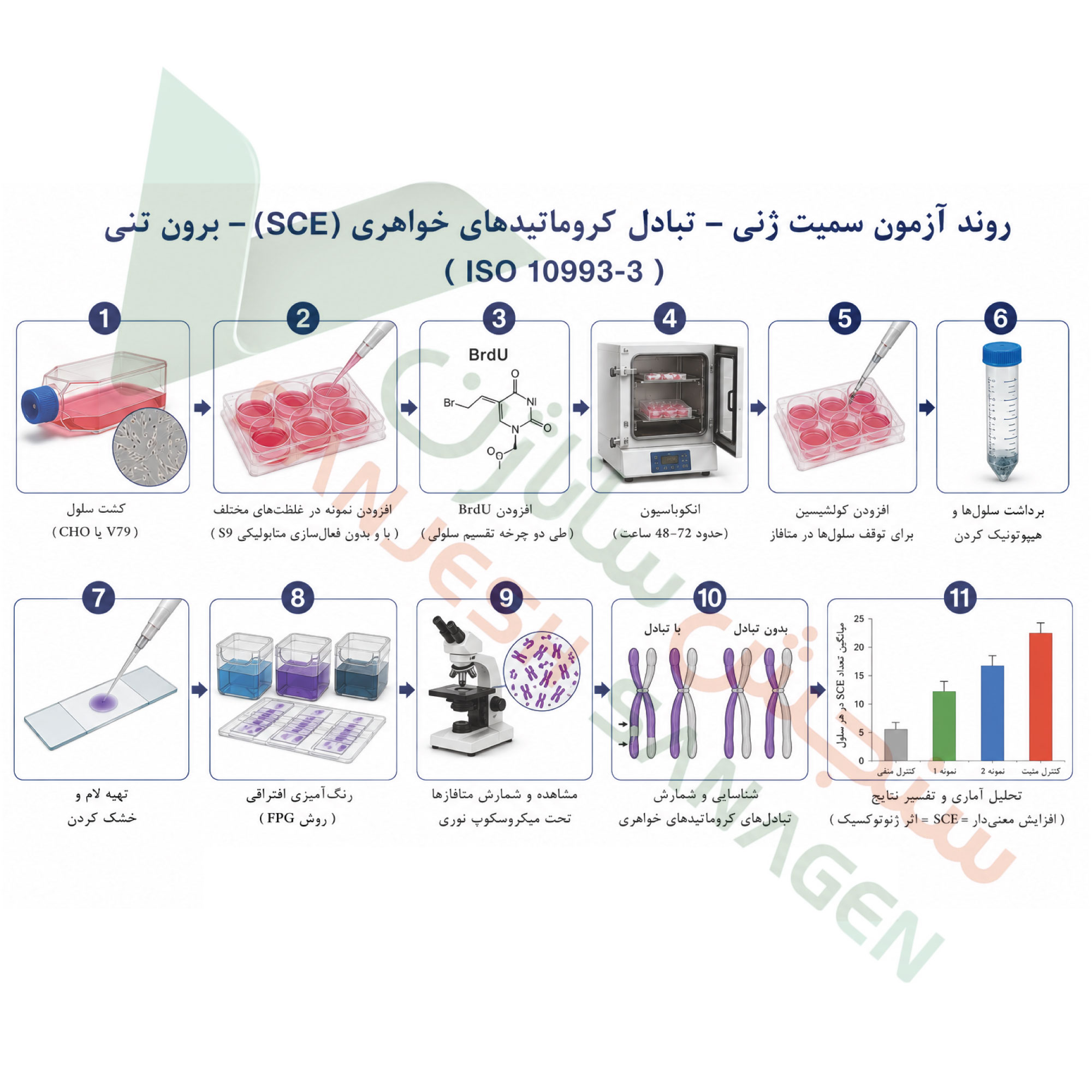 تست-سمیت-ژنتیکی-تبادل-کروماتید-خواهری