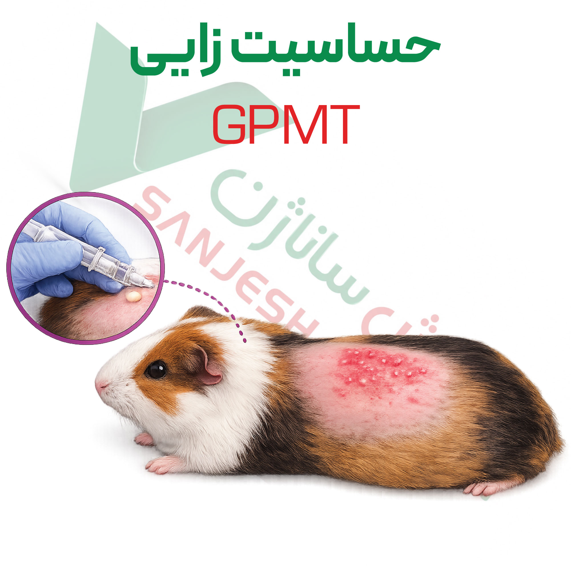 تست حساسیت-زایی-GPMT