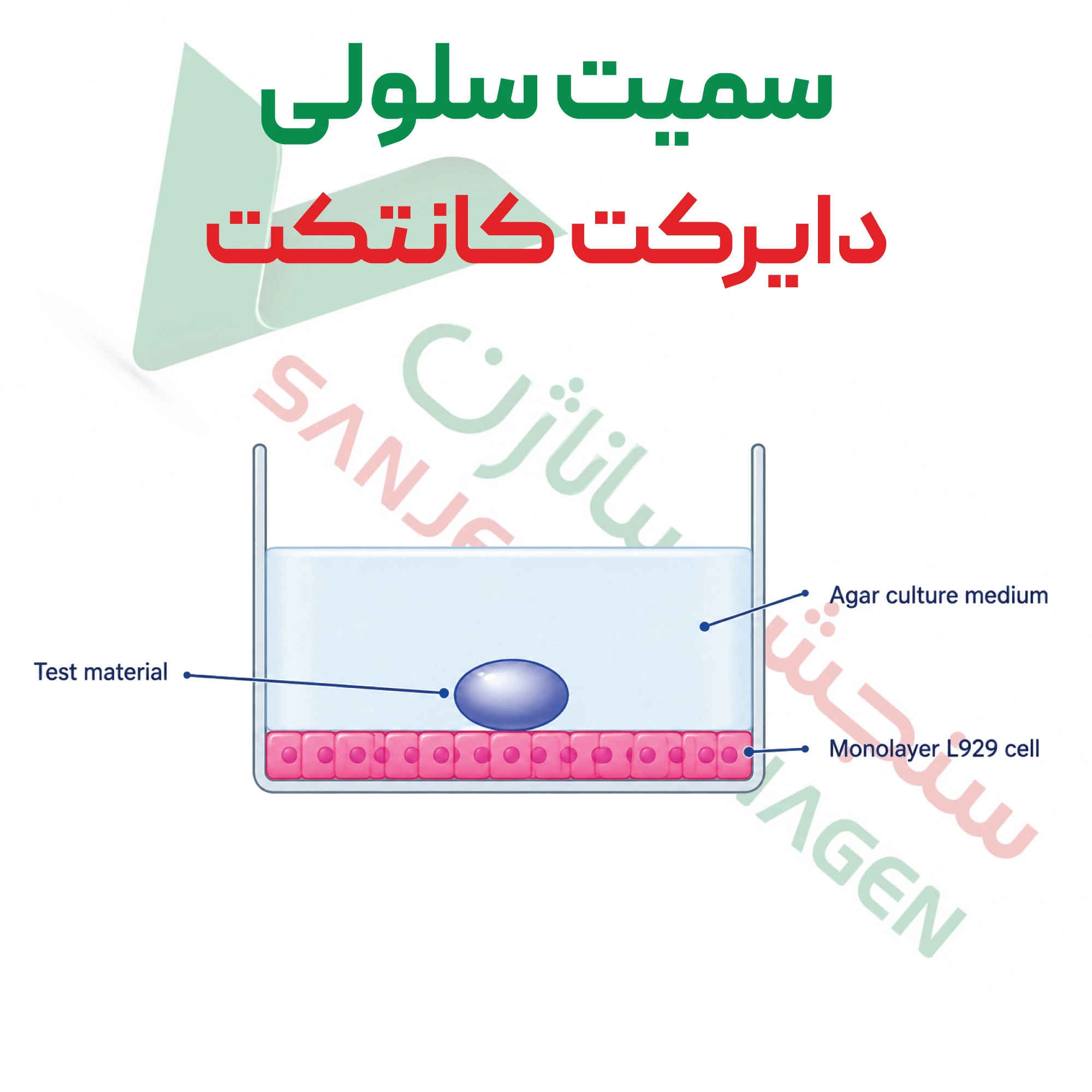 آزمون سمیت سلولی – دایرکت کانتکت
