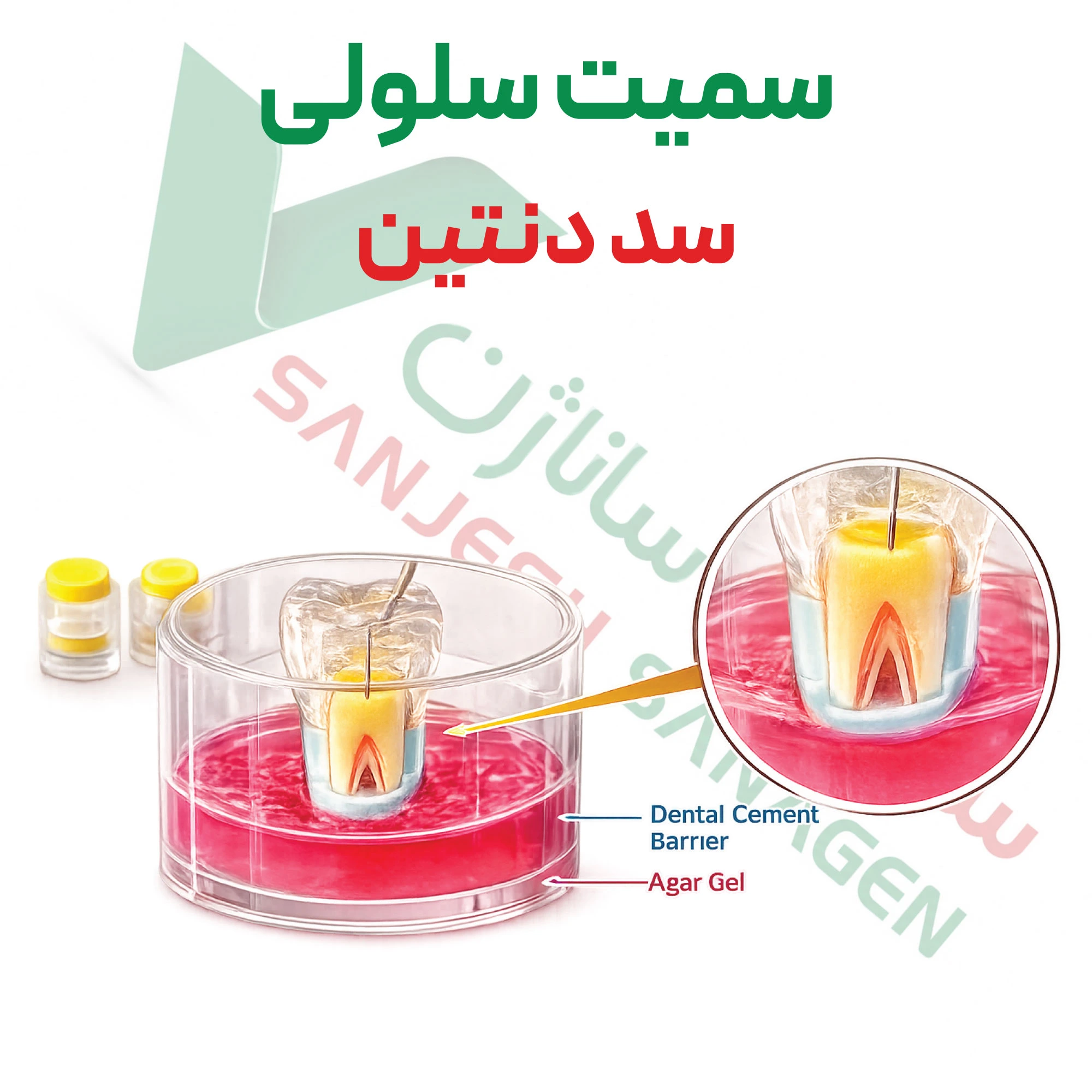 آزمون سمیت سلولی – سد دنتین