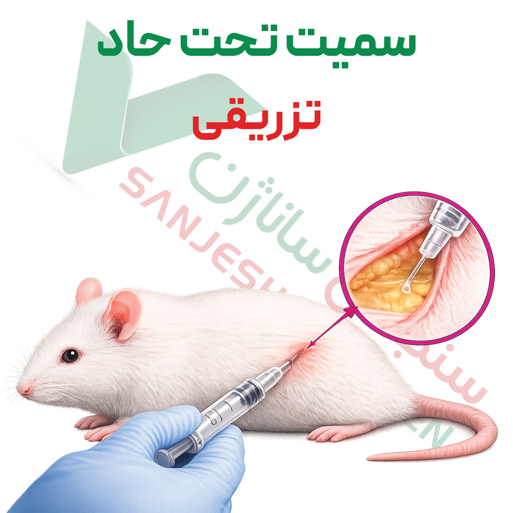 تست سمیت-تحت-حاد-تزریقی