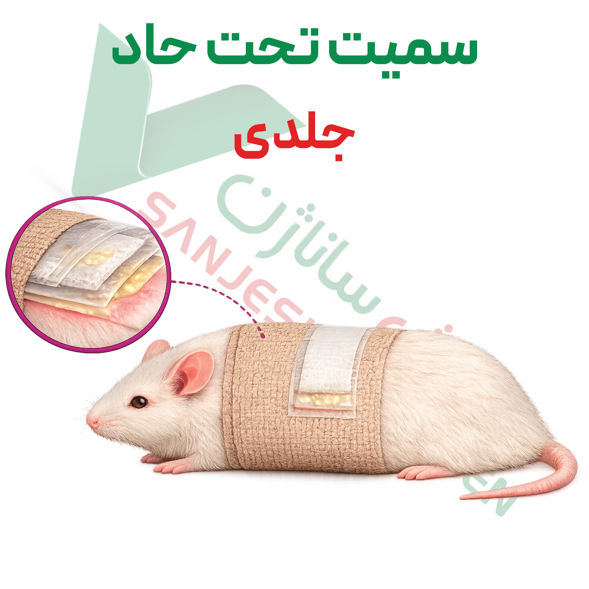 سمیت-تحت-حاد-جلدی