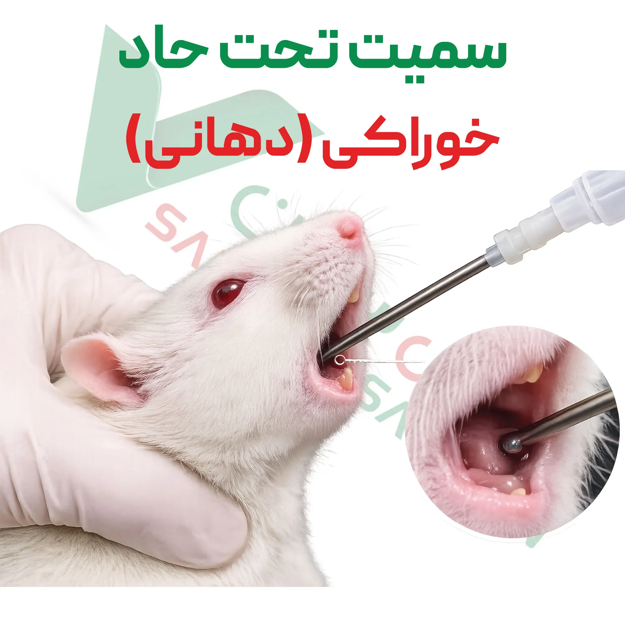 آزمون سمیت تحت حاد – خوراکی