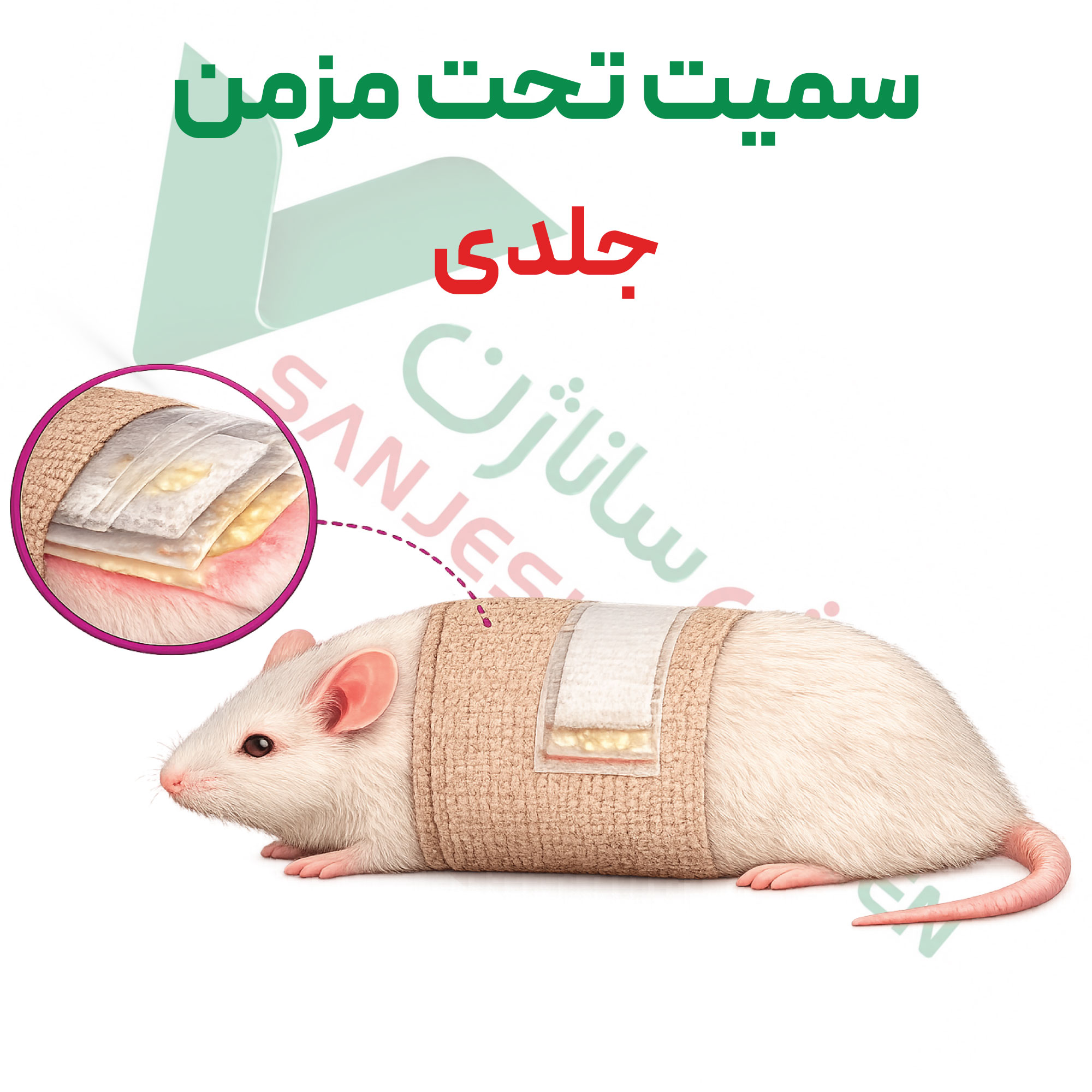 تست سمیت-تحت-مزمن-جلدی