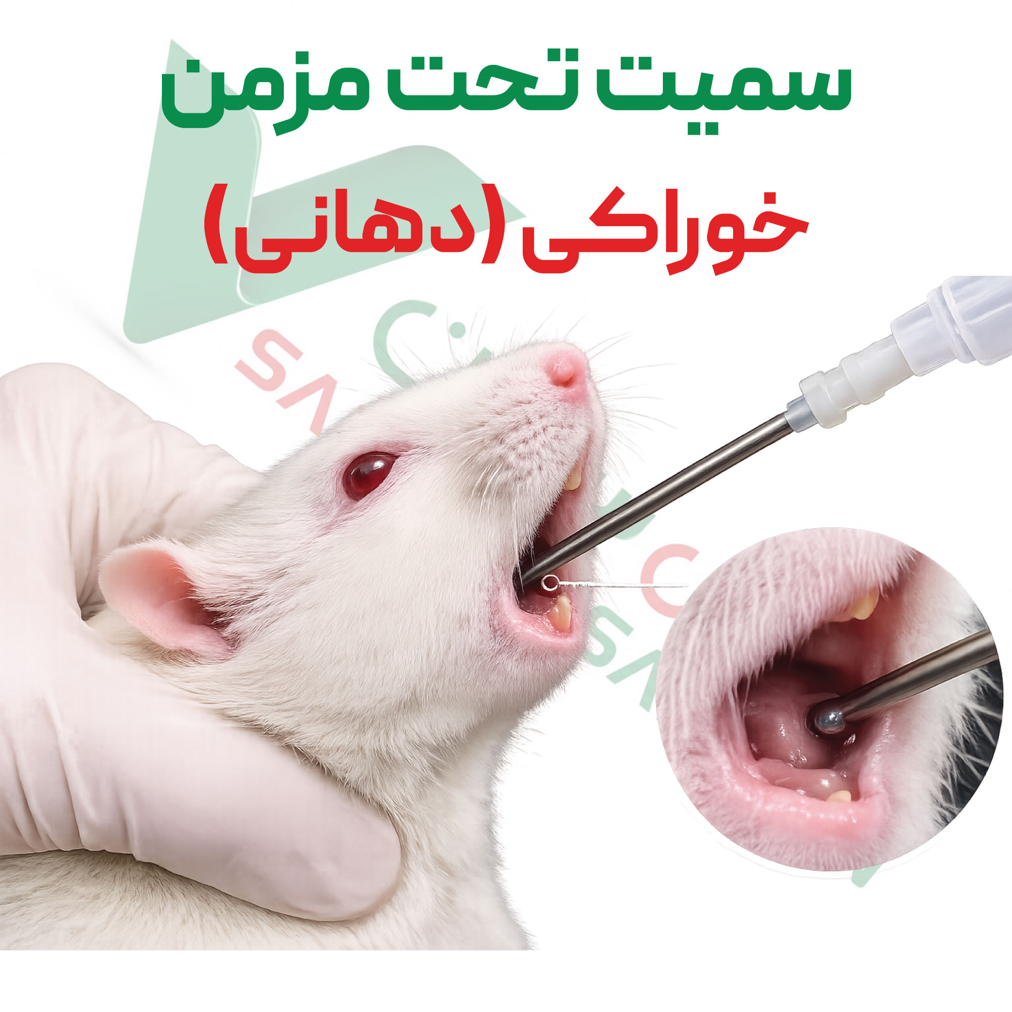 تست سمیت-تحت-مزمن-دهانی