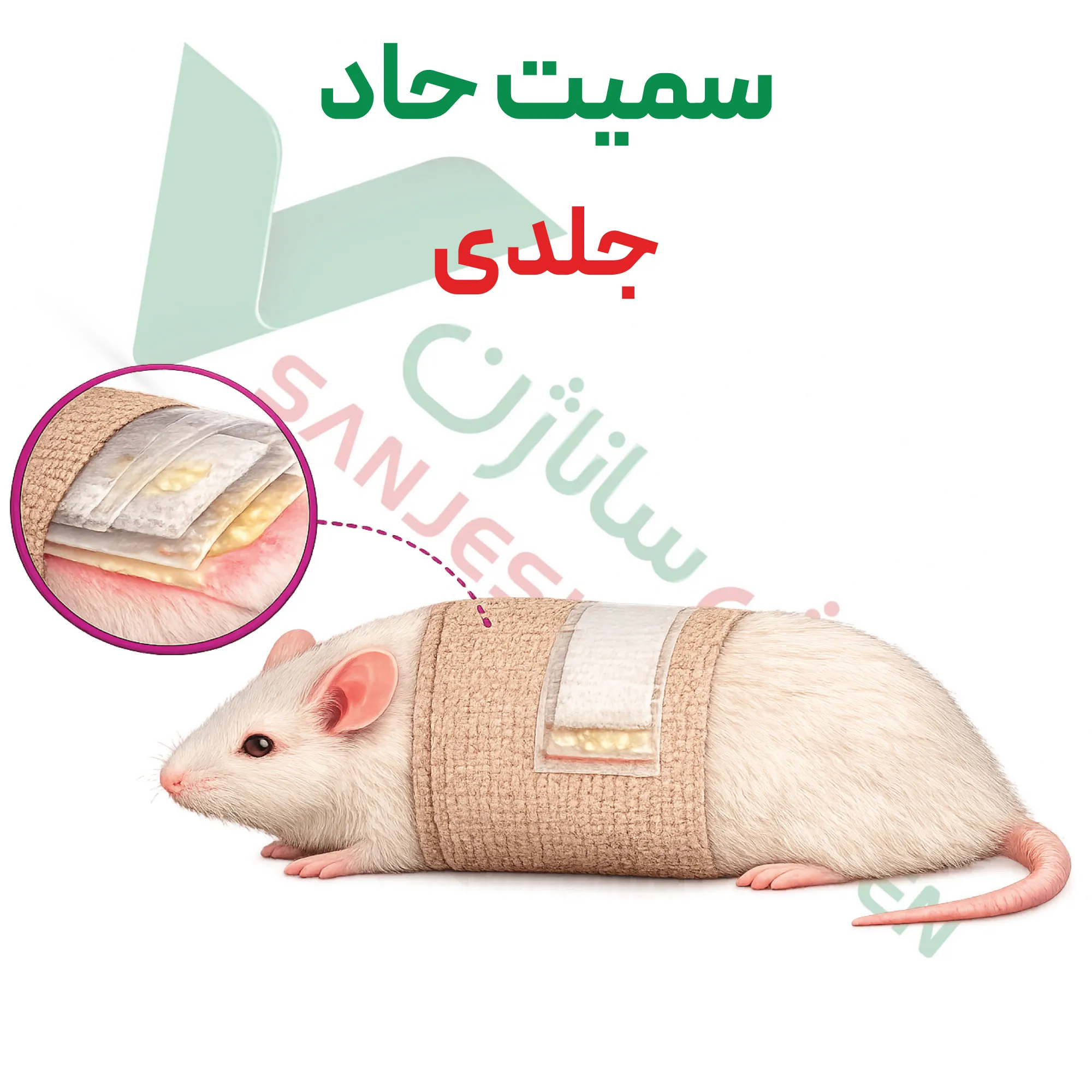 آزمون سمیت حاد – جلدی