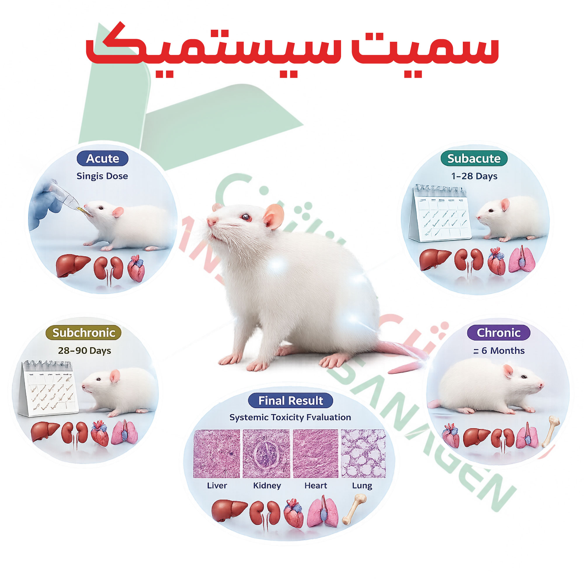 تست سمیت-سیستمیک