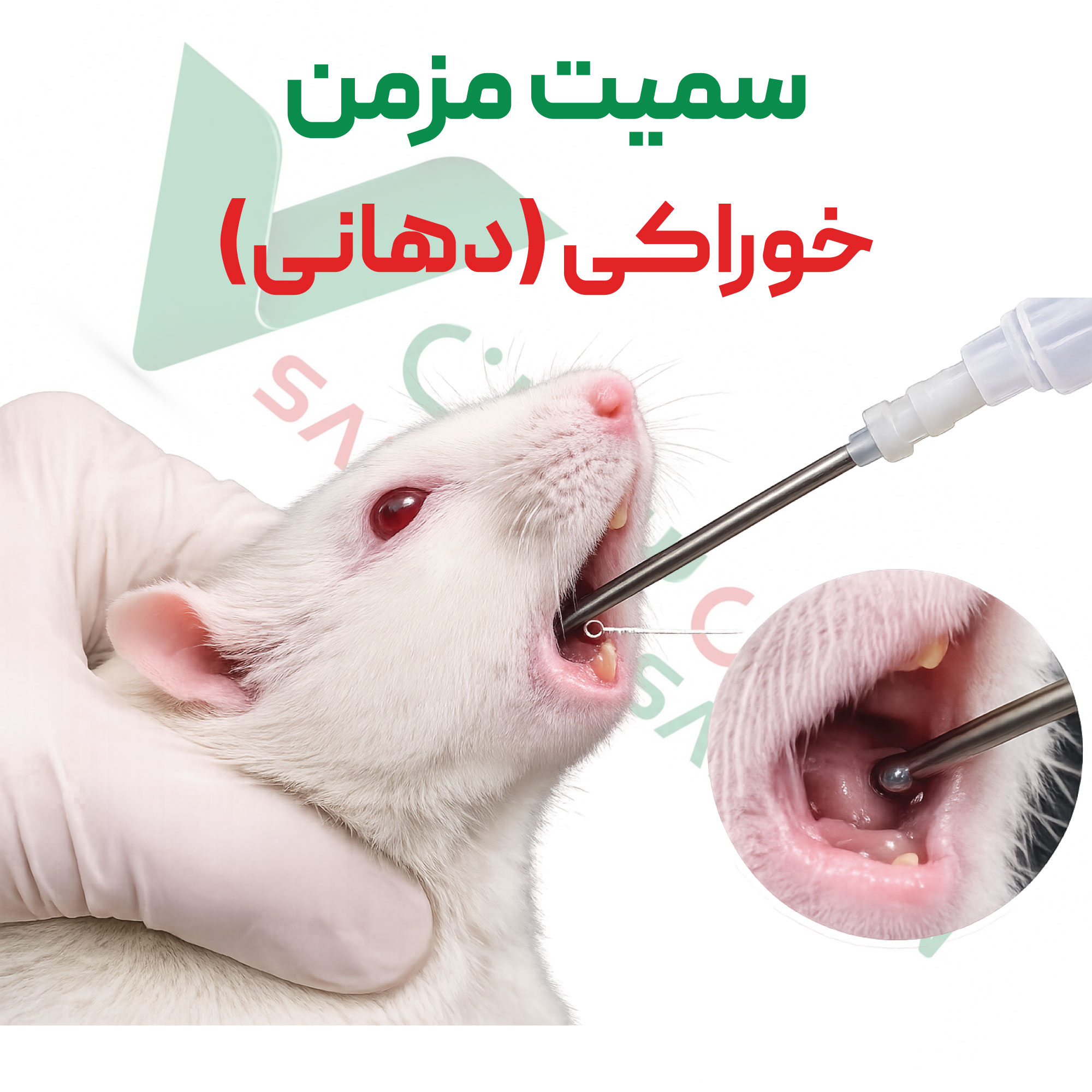 تست سمیت-مزمن-دهانی
