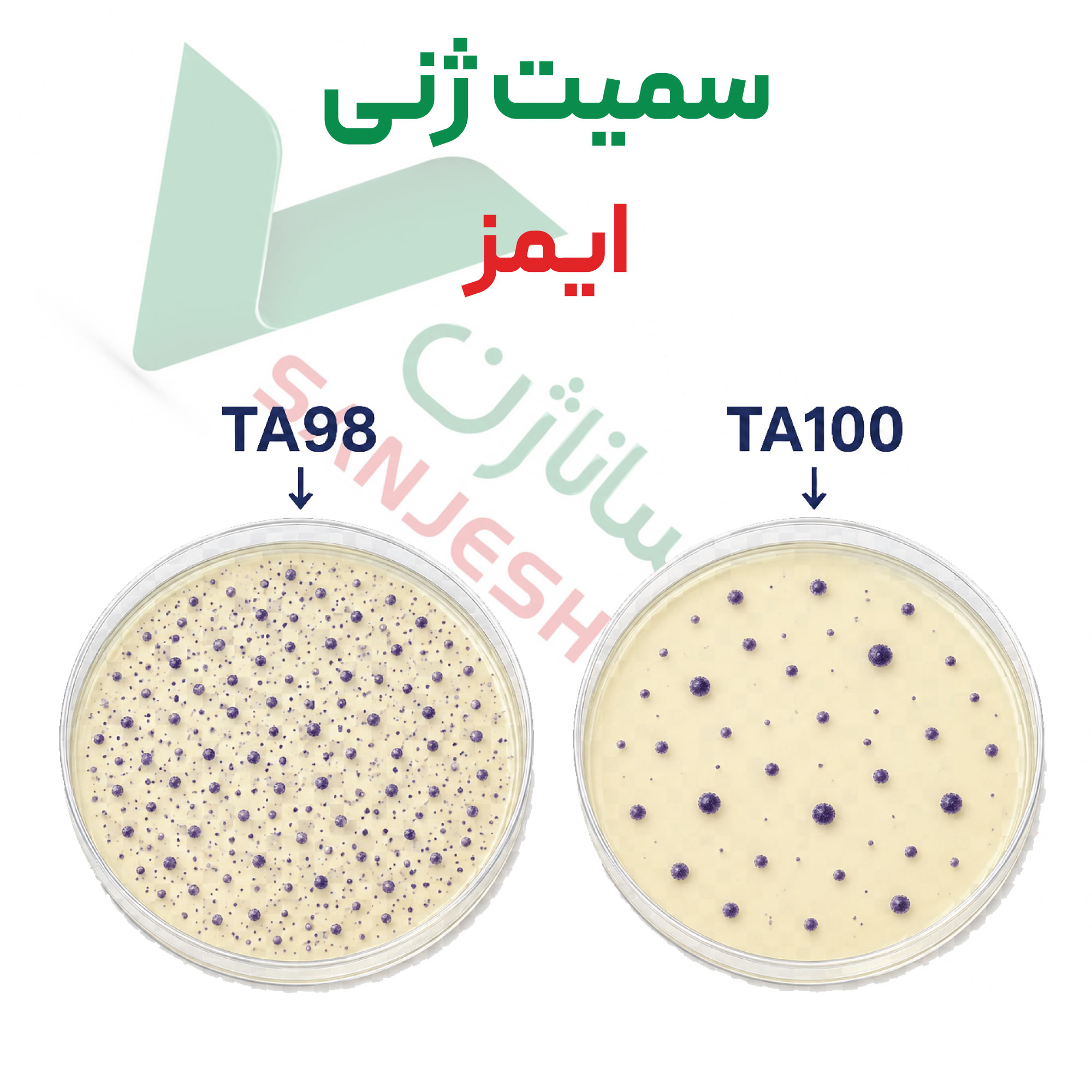 سمیت-ژنی-ایمز