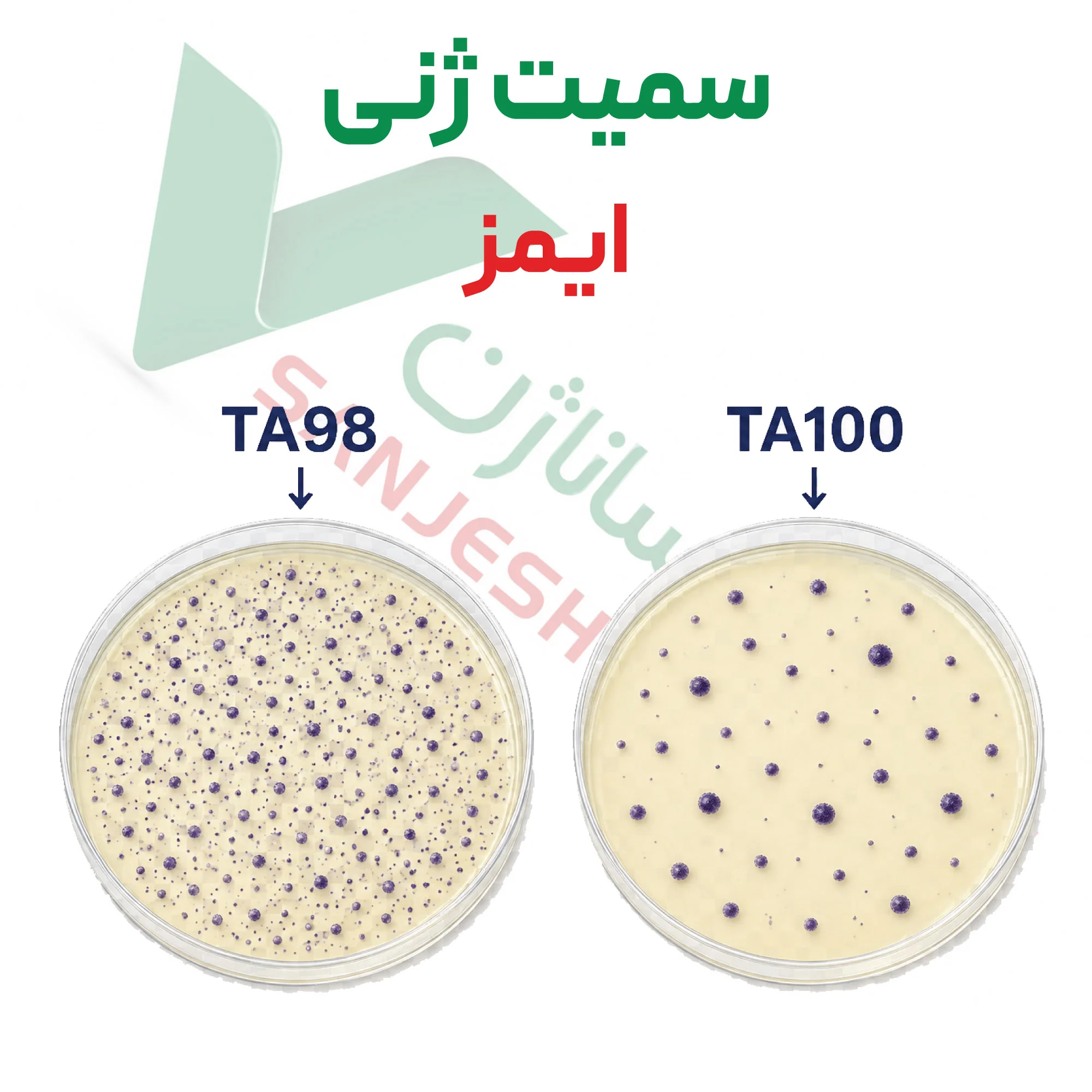 آزمون سمیت ژنی – ایمز