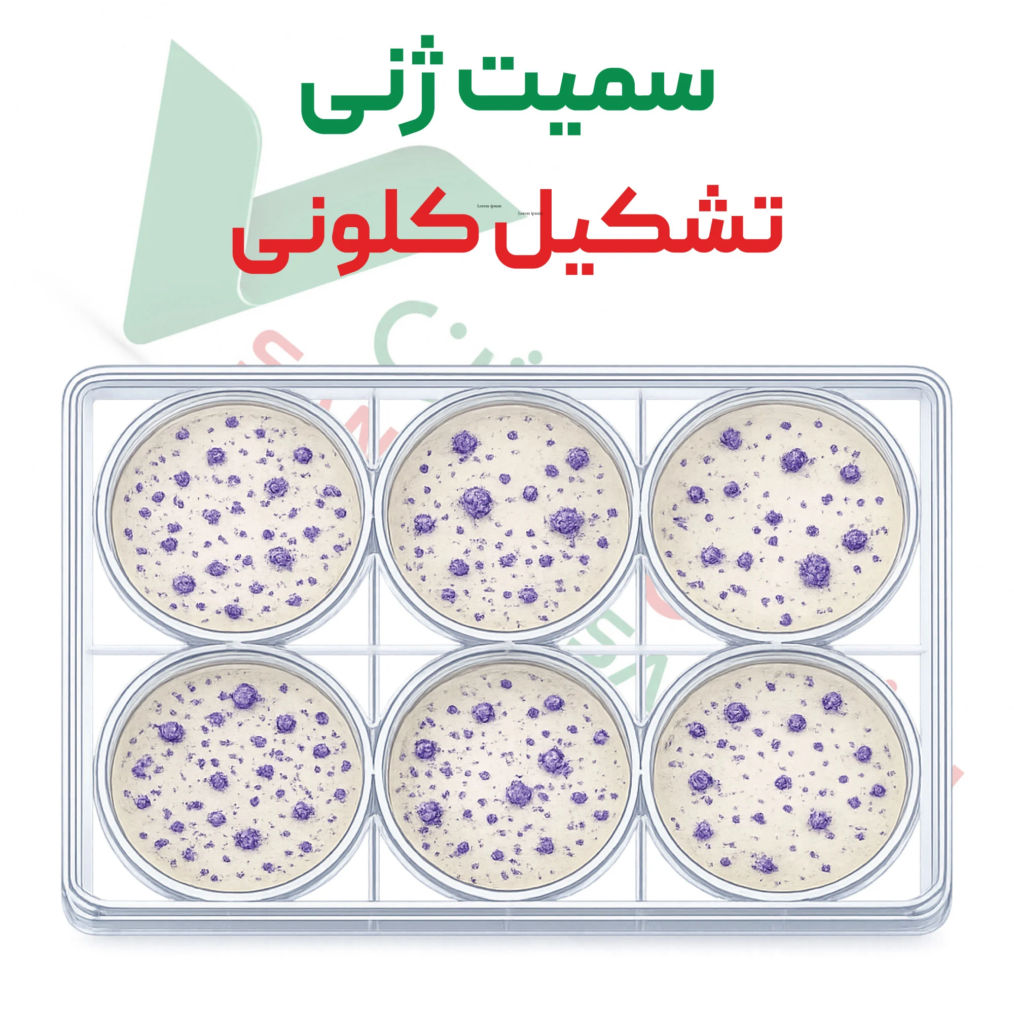 آزمون سمیت ژنی- تشکیل کلونی