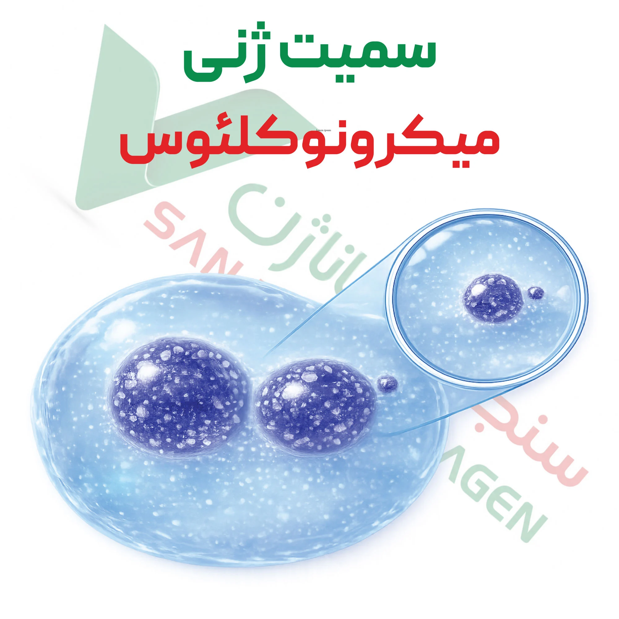 آزمون سمیت ژنی – میکرونوکلئوس