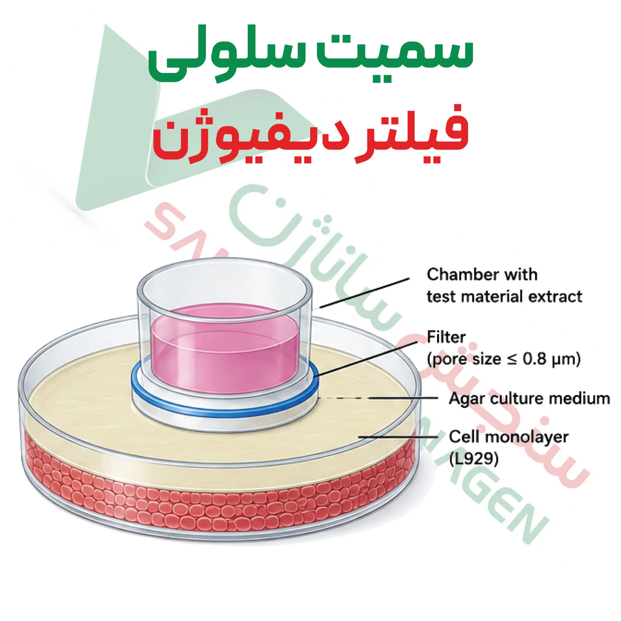 آزمون سمیت سلولی – فیلتر دیفیوژن