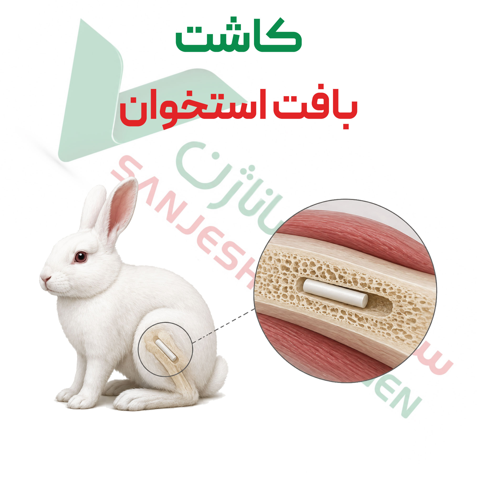 تست کاشت-استخوانی