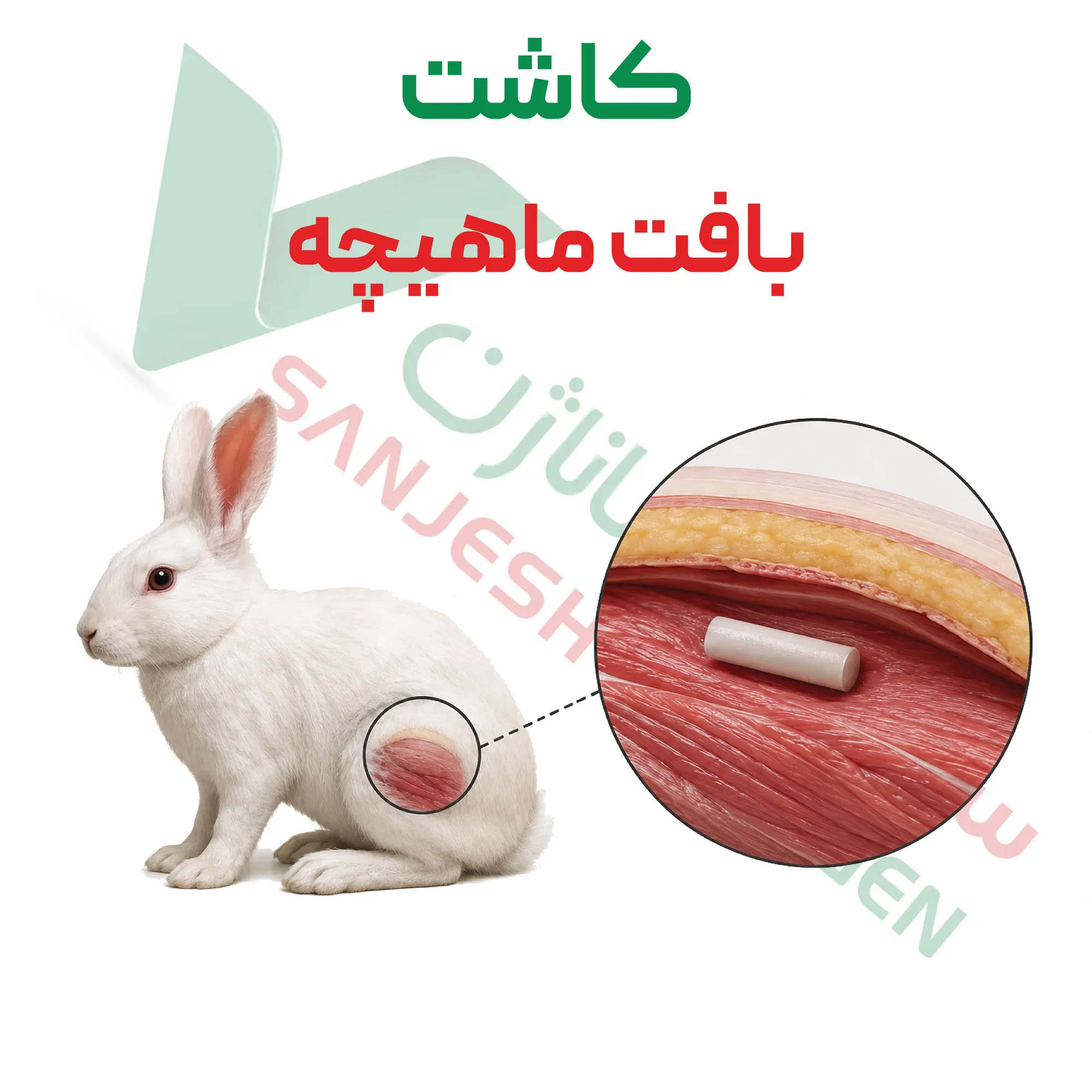 آزمون کاشت – بافت ماهیچه