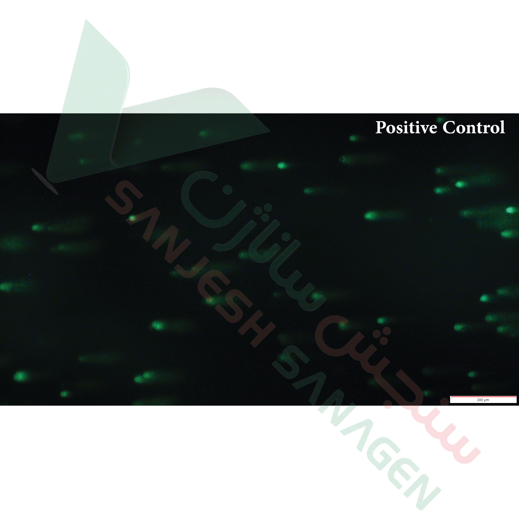 تست سمیت ژنی comet assay